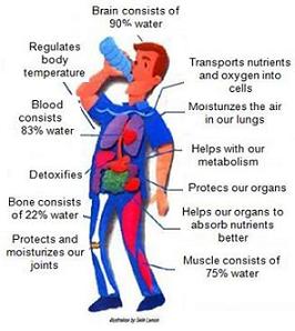 functions-of-water-in-the-body